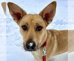 Small Photo #5 Carolina Dog Puppy For Sale in Canton, CT, USA