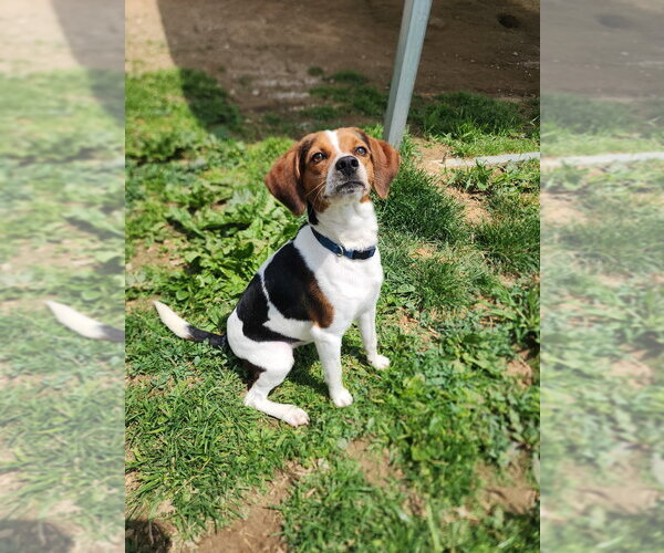 Medium Photo #1 Beagle Puppy For Sale in Evansville, IN, USA