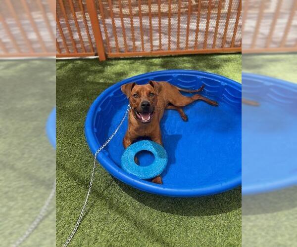 Medium Photo #1 Unknown-Vizsla Mix Puppy For Sale in Las Vegas, NV, USA
