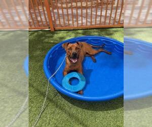 Unknown-Vizsla Mix Dogs for adoption in Las Vegas, NV, USA