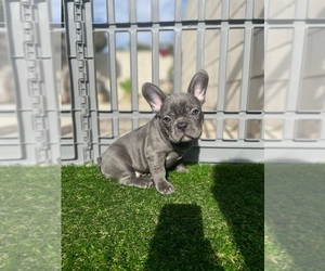 French Bulldog Puppy for sale in ROWLAND HEIGHTS, CA, USA
