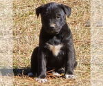 Small #1 Labrador Retriever Mix