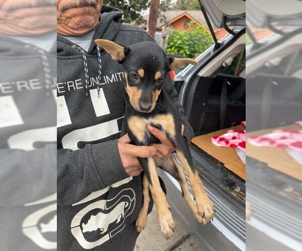 Medium Photo #3 Mutt Puppy For Sale in Oak Bluffs, MA, USA