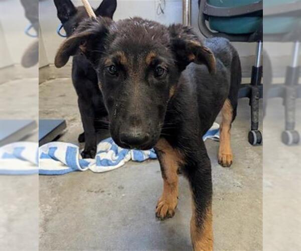 Medium Photo #1 German Shepherd Dog Puppy For Sale in Camarillo, CA, USA