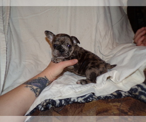 French Bulldog Puppy for sale in LAMAR, MS, USA