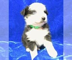 Small Photo #5 Australian Shepherd Puppy For Sale in HARTVILLE, MO, USA