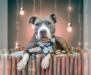 American Pit Bull Terrier Dogs for adoption in Hot Springs Village, AR, USA