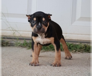 American Bully Puppy for sale in CHAMPAIGN, IL, USA