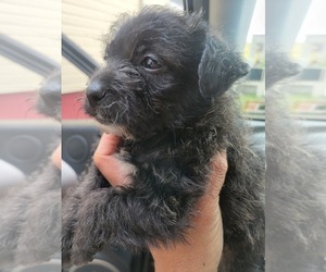 Shorkie Tzu Puppy for sale in NORTH BRUNSWICK, NJ, USA