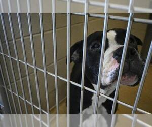 American Pit Bull Terrier Dogs for adoption in Decatur, IL, USA