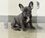 Small #1 French Bulldog