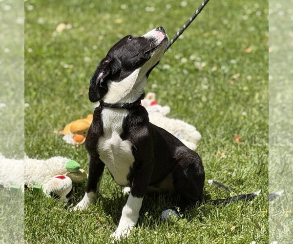 Medium Photo #2 Mutt Puppy For Sale in Yardley, PA, USA