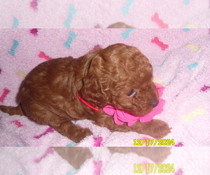 Poodle (Toy) Puppy for sale in DULUTH, GA, USA