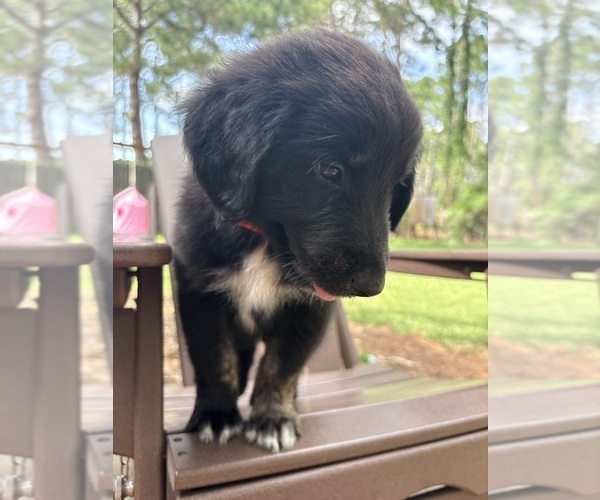 Medium Photo #6 Gollie Puppy For Sale in SANTA ROSA BEACH, FL, USA