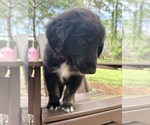 Small #5 Gollie