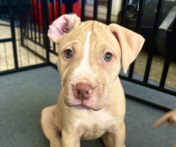 Medium Photo #1 American Pit Bull Terrier Puppy For Sale in LOS ANGELES, CA, USA
