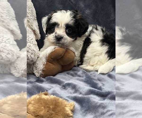 Medium Photo #4 Zuchon Puppy For Sale in SILEX, MO, USA