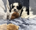Small Photo #4 Zuchon Puppy For Sale in SILEX, MO, USA