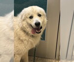 Small Great Pyrenees Mix
