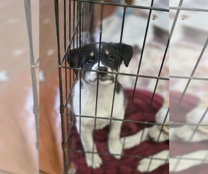 Aussiedor Dogs for adoption in SHERBURNE, NY, USA