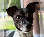 Small #1 Chihuahua Mix