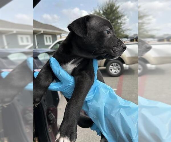 Medium Photo #1 Mutt Puppy For Sale in San Antonio, TX, USA