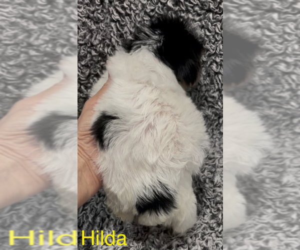 Medium Photo #6 Biewer Terrier Puppy For Sale in AZLE, TX, USA