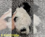 Small #5 Biewer Terrier