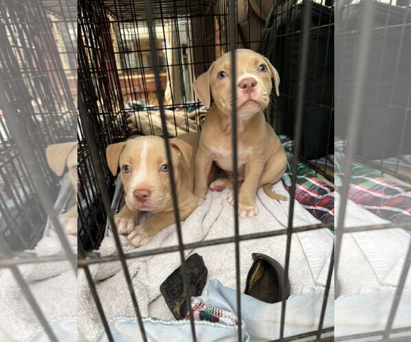 Medium Photo #2 Mutt Puppy For Sale in New London, WI, USA