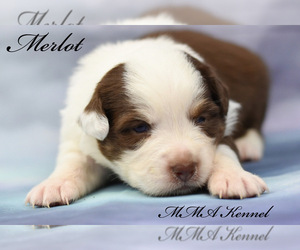 Australian Shepherd Puppy for sale in EASTON, MO, USA