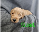 Small Photo #3 Goldendoodle Puppy For Sale in CANYON, TX, USA