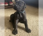 Small Photo #2 Cane Corso Puppy For Sale in DELAWARE, OH, USA