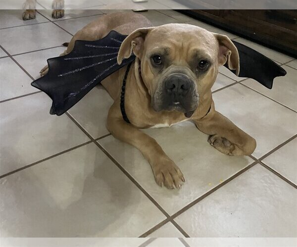 Medium Photo #6 Bull-Pei Puppy For Sale in El Centro, CA, USA