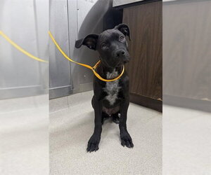 Mutt Dogs for adoption in Fairbanks, AK, USA