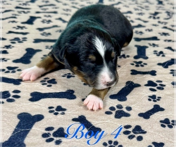 Medium Photo #42 Australian Shepherd Puppy For Sale in SALISBURY, NC, USA