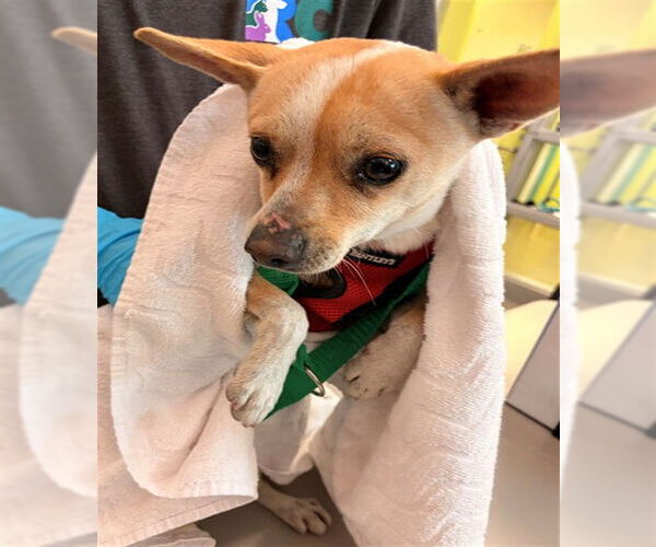 Medium Photo #1 Chihuahua-Unknown Mix Puppy For Sale in Rancho Cucamonga, CA, USA