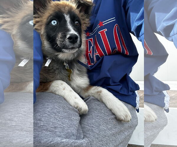 Medium Photo #6 Mutt Puppy For Sale in Sandy, UT, USA