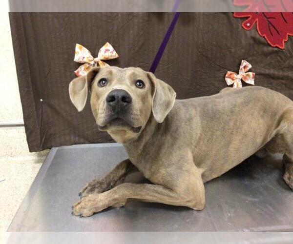 Medium Photo #1 Weimaraner Puppy For Sale in Riverside, CA, USA