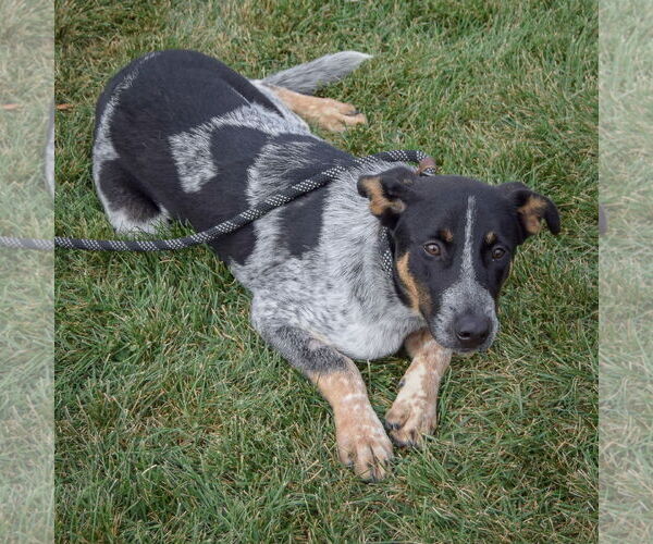 Medium Photo #2 Mutt Puppy For Sale in Huntley, IL, USA