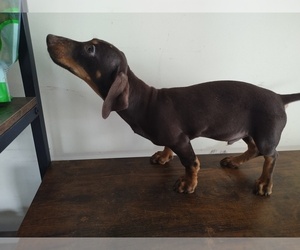 Chiweenie Puppy for sale in CANTON, GA, USA