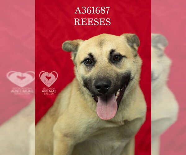 Medium Photo #2 German Shepherd Dog Puppy For Sale in Stockton, CA, USA