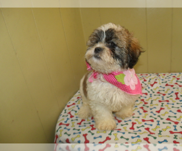 Medium Photo #5 Shih Tzu Puppy For Sale in PATERSON, NJ, USA