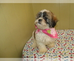 Small Photo #5 Shih Tzu Puppy For Sale in PATERSON, NJ, USA