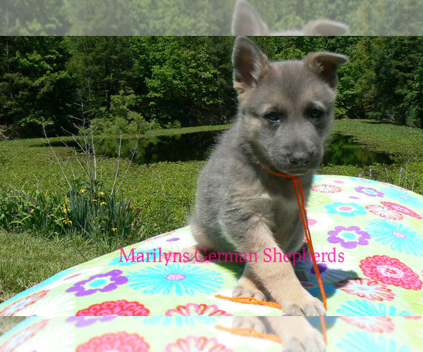 Medium Photo #5 German Shepherd Dog Puppy For Sale in PIEDMONT, MO, USA