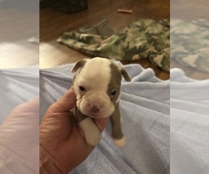 Medium Boston Terrier