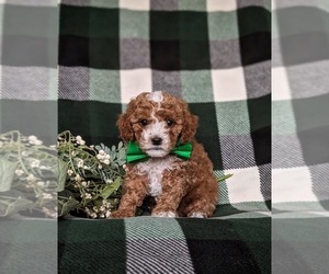 Poodle (Toy) Puppy for sale in HOLTWOOD, PA, USA