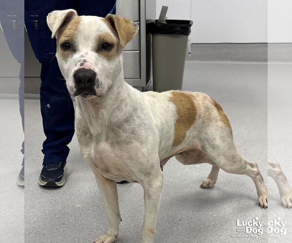 Medium Photo #4 Mutt Puppy For Sale in Washington, DC, USA