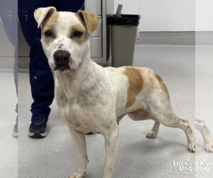 Lilith - Female Mutt Dog for Adoption - Photo #3