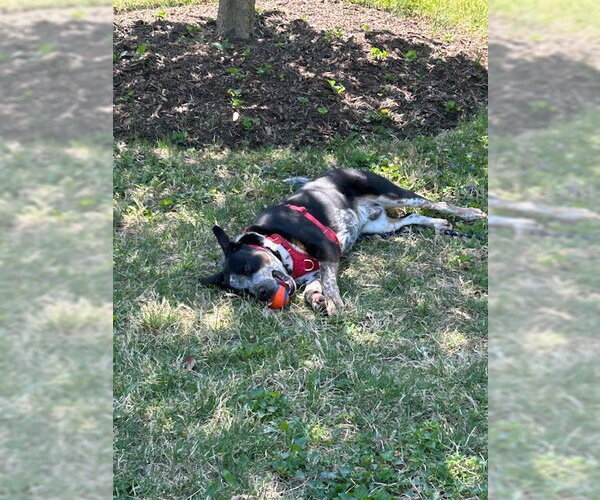 Medium Photo #3 Mutt Puppy For Sale in Garden City, NY, USA