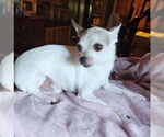 Small #3 Chihuahua